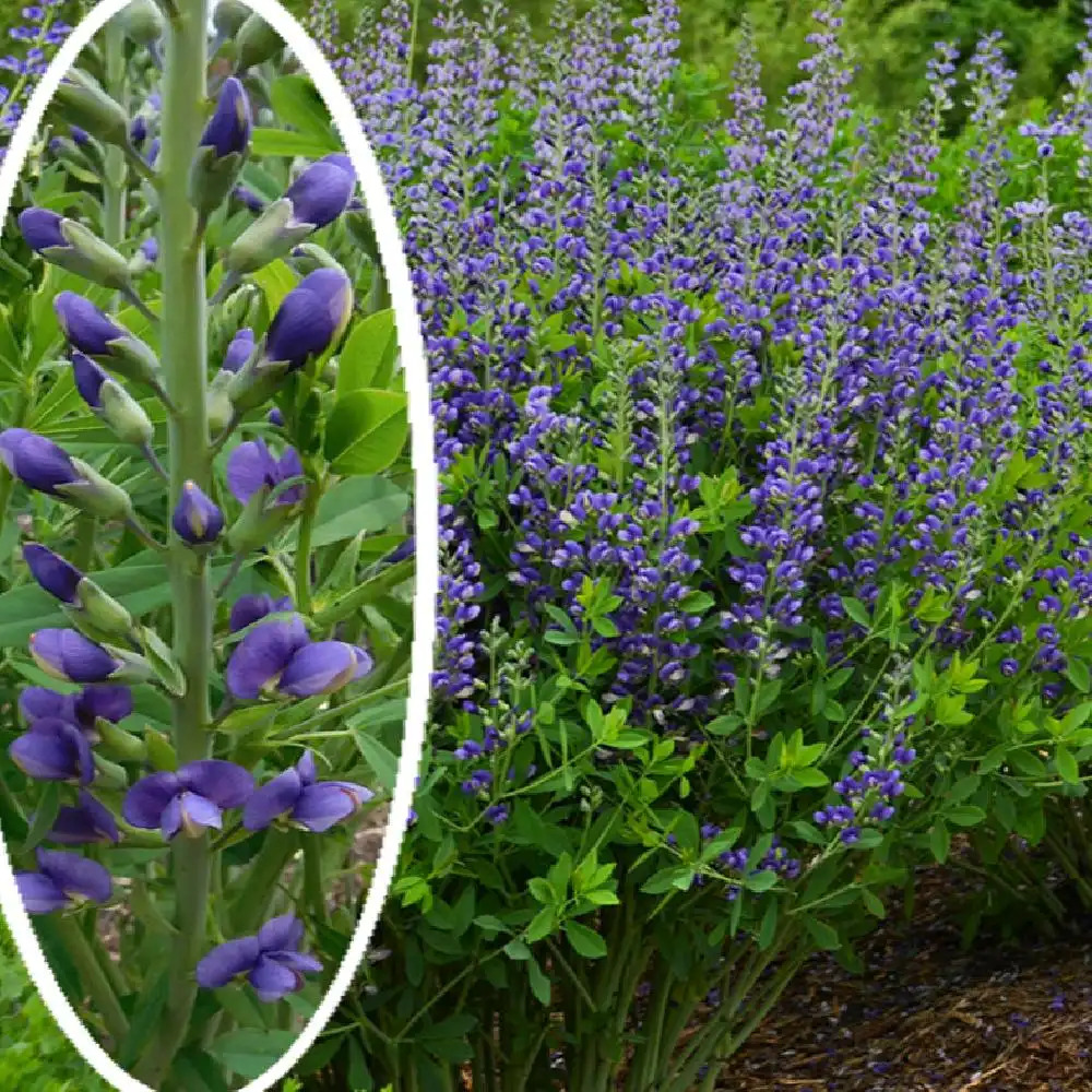 BAPTISIA australis 'Blueberry Sunday'