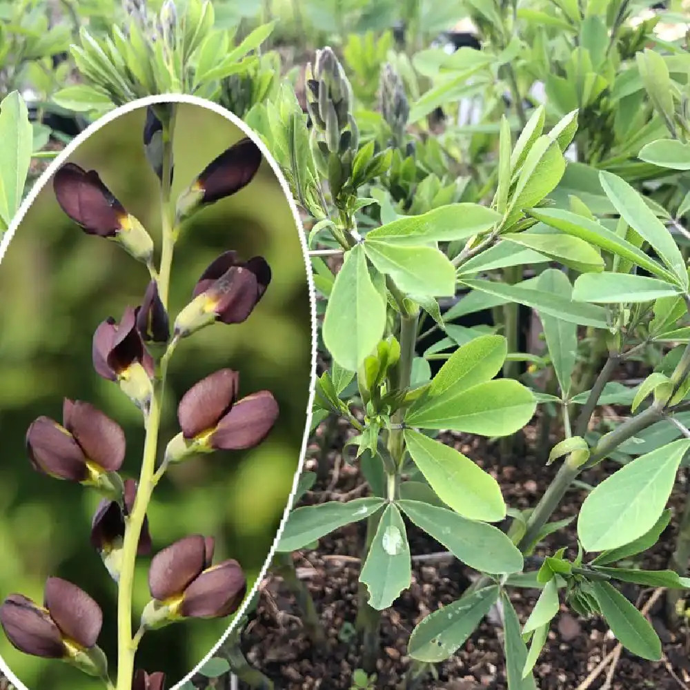 BAPTISIA australis 'Dutch Chocolate'