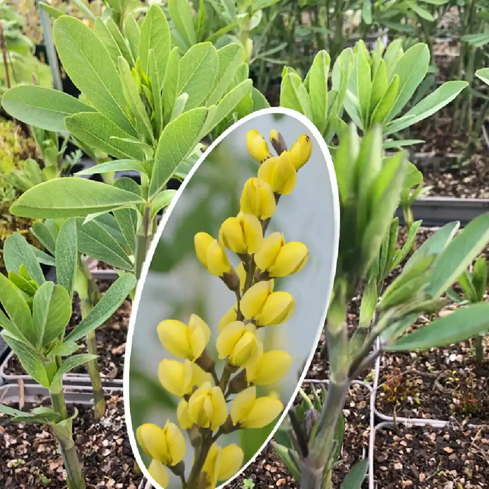 BAPTISIA australis 'Lemon Meringue'