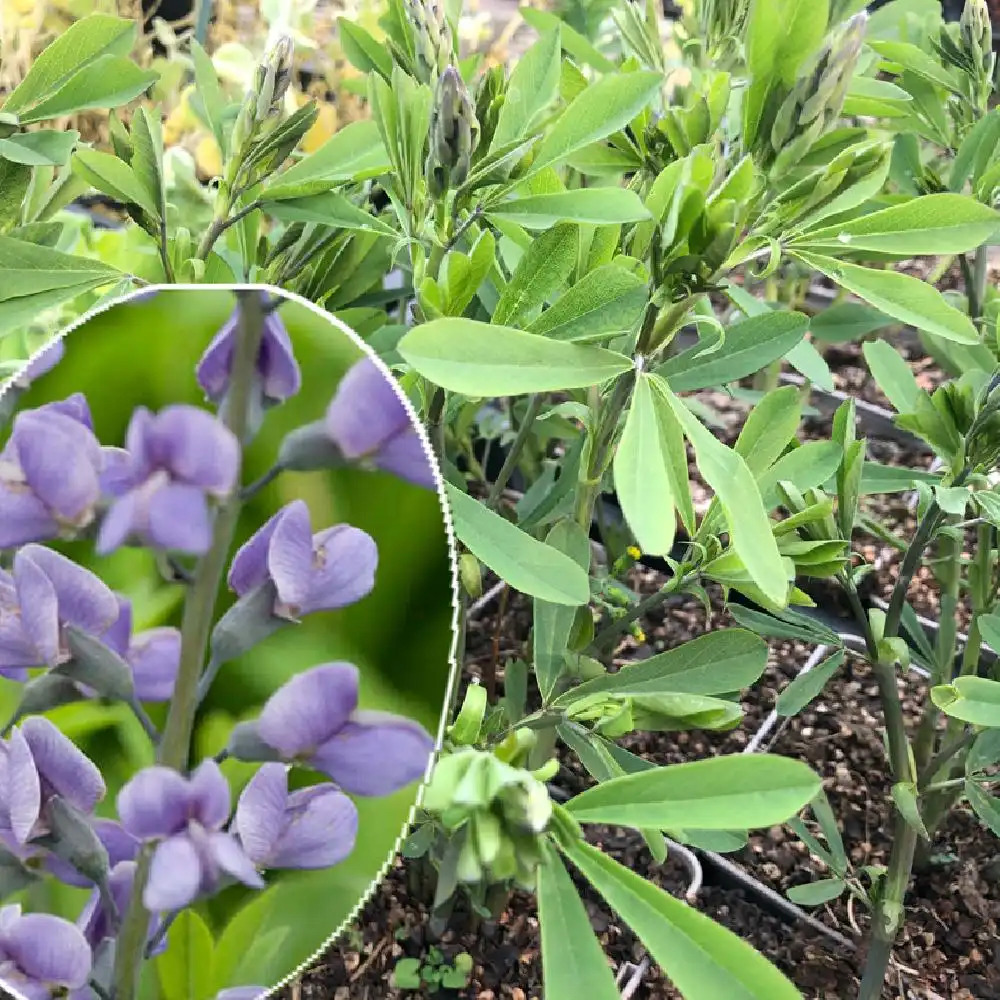 BAPTISIA australis 'Purple Smoke'