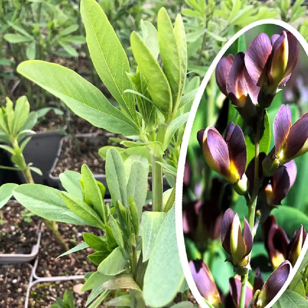 BAPTISIA australis 'Twilight Prairie Blues'