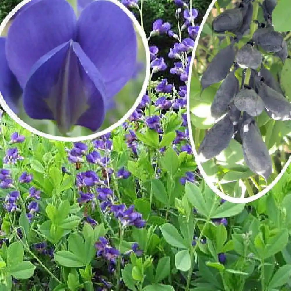 BAPTISIA australis