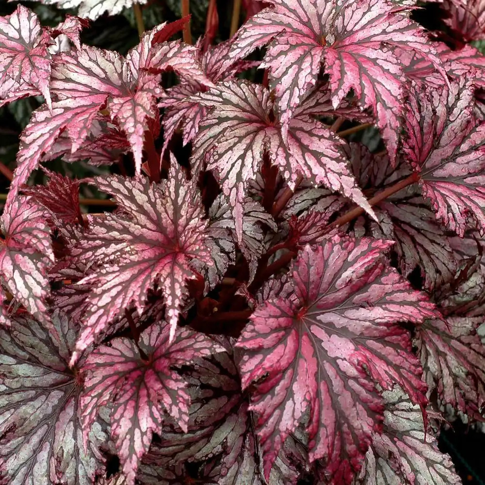 BEGONIA 'Garden Angel Plum'