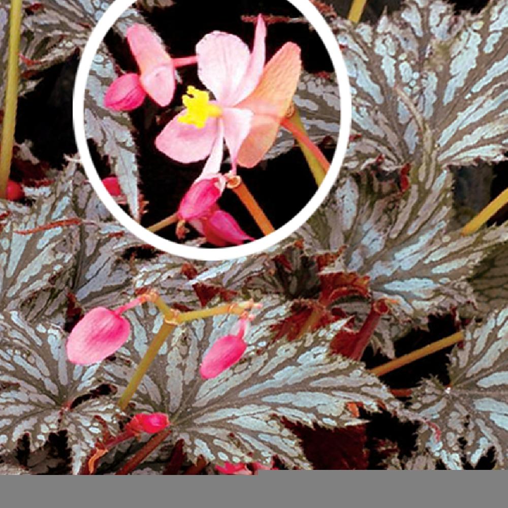 BEGONIA 'Garden Angel Silver' ®