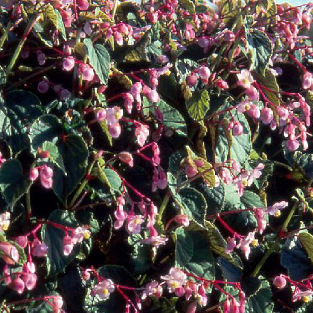 BEGONIA grandis var.evansiana