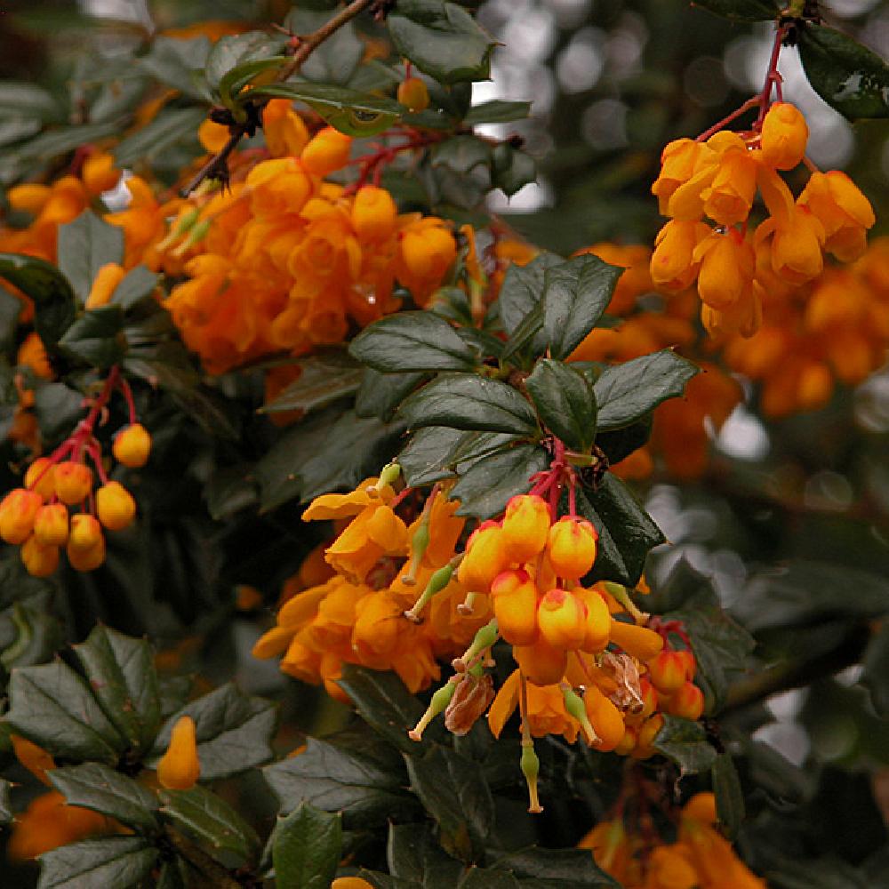 BERBERIS darwinii