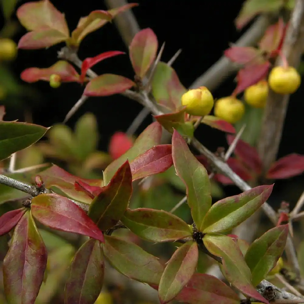 BERBERIS x hybrido-gagnepainii 'Chenaultii'