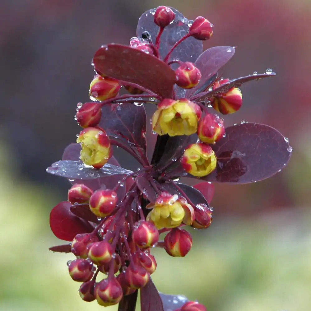 BERBERIS x ottawensis 'Superba'