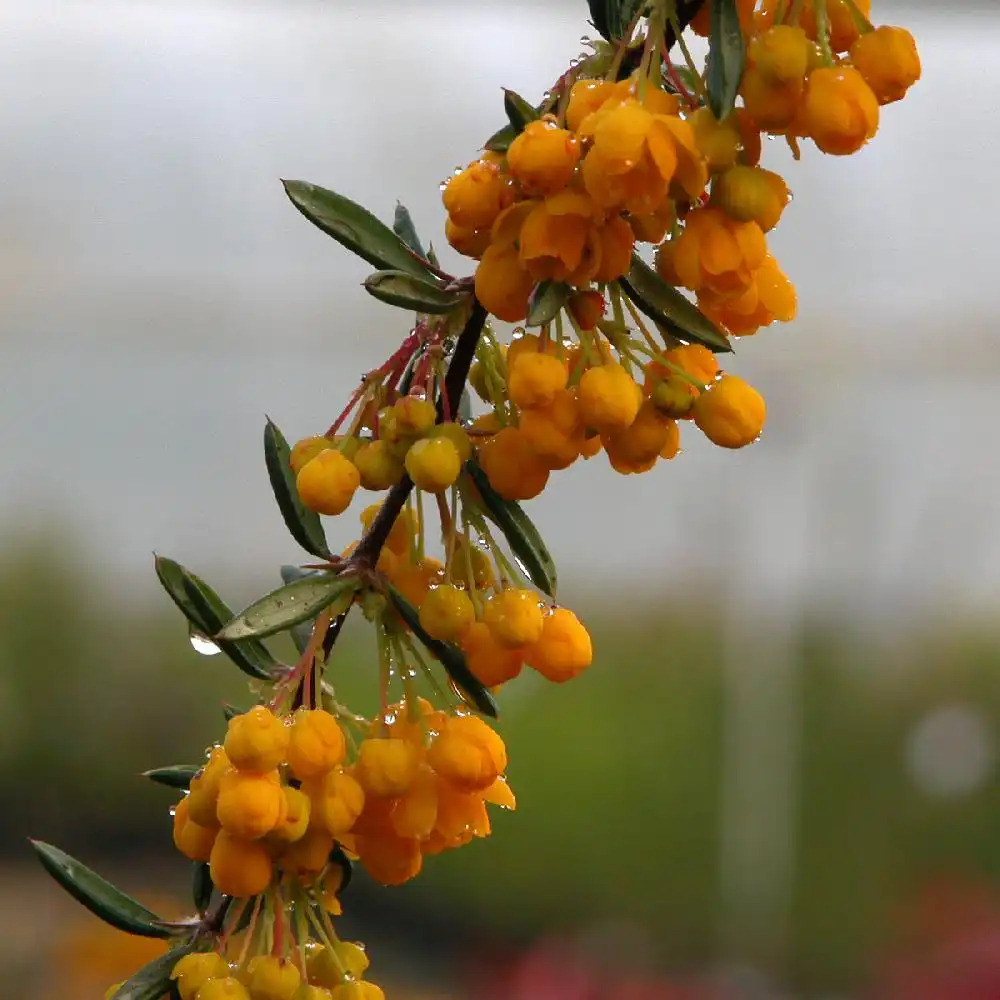 BERBERIS x sténophylla - Epine-vinette - Vinetier - pépinières Lepage Bretagne Bord de mer