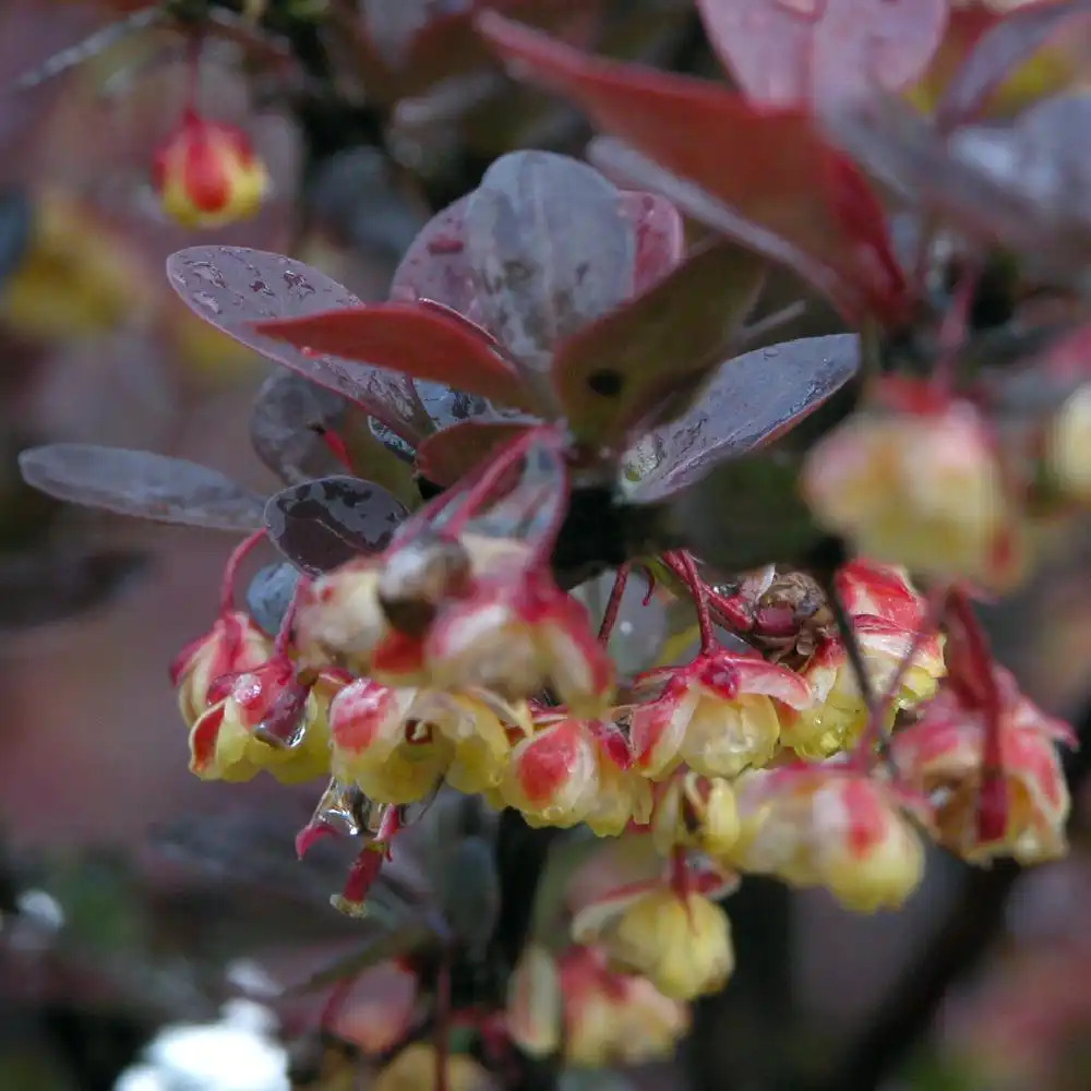 BERBERIS thunbergii 'Atropurpura'