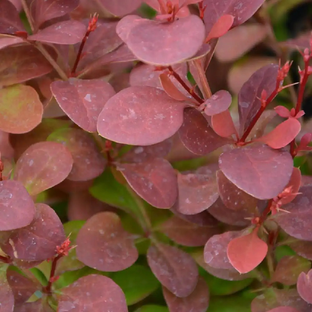 BERBERIS thunbergii 'Orange Rocket'