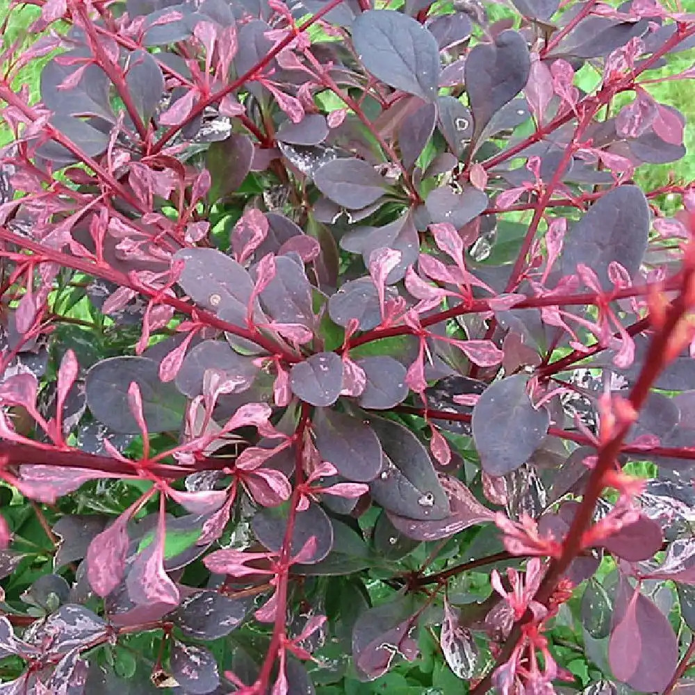 BERBERIS thunbergii 'Rose Glow'