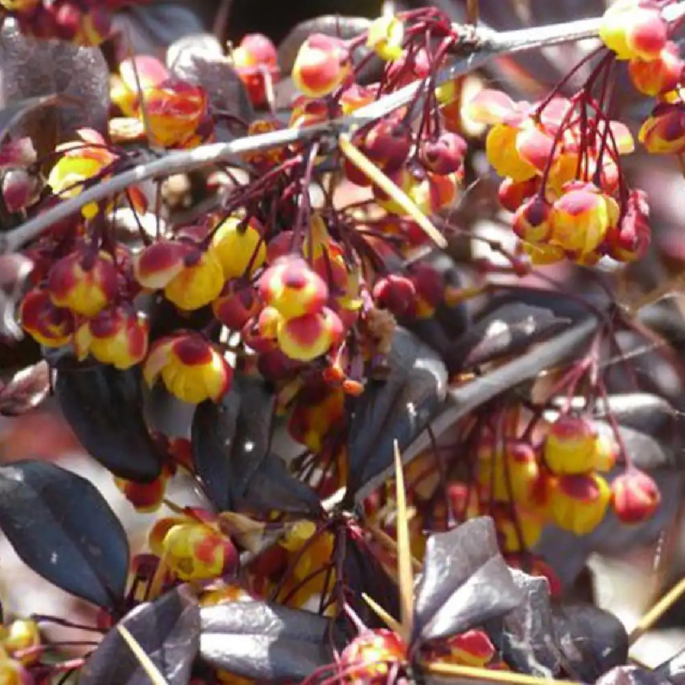 BERBERIS thunbergii THUNDERBOLT (='R7A27')