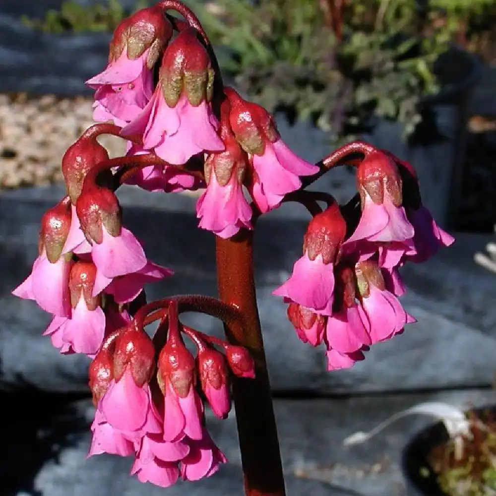 BERGENIA 'Abendglut'