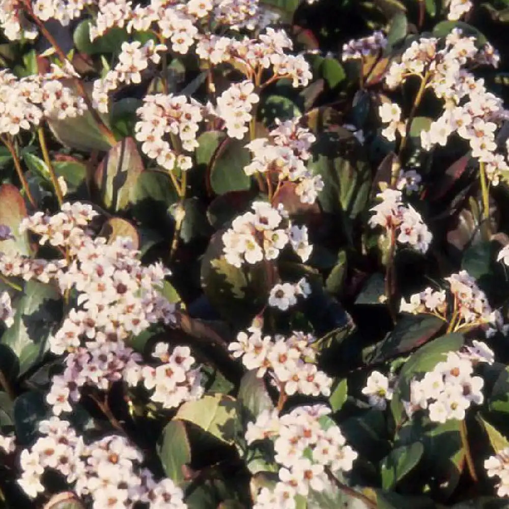 BERGENIA 'Bressingham White'