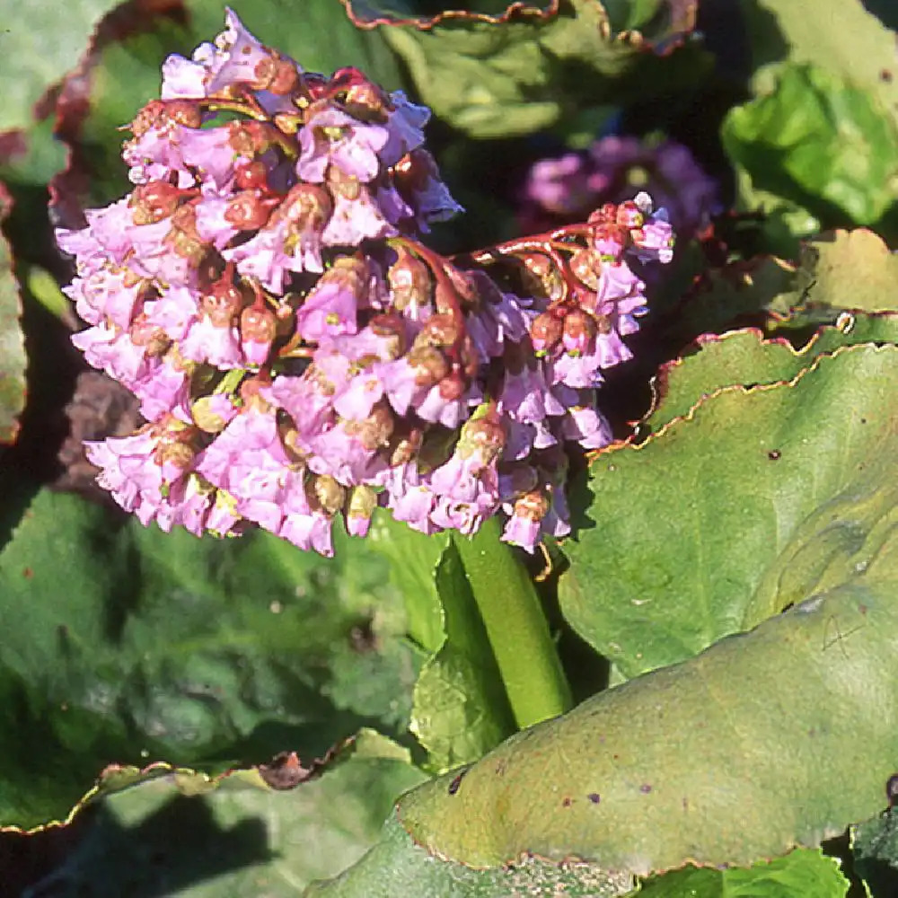 BERGENIA cordifolia var.undulata