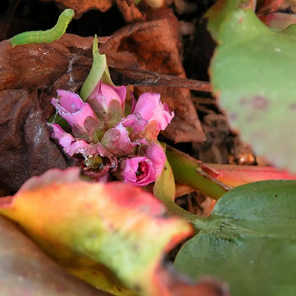 BERGENIA cordifolia