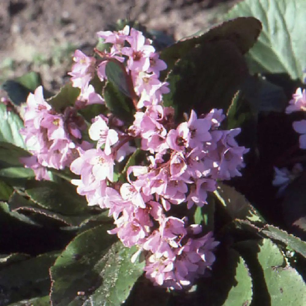 BERGENIA crassifolia