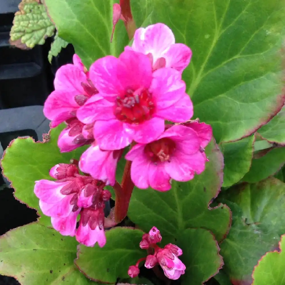 BERGENIA 'Morgenröte'