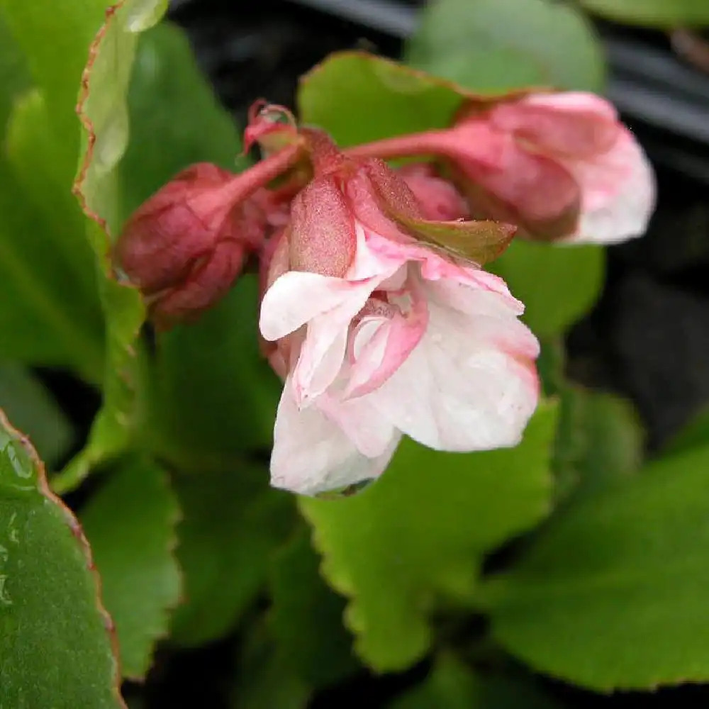 BERGENIA 'Pink Dragonfly'