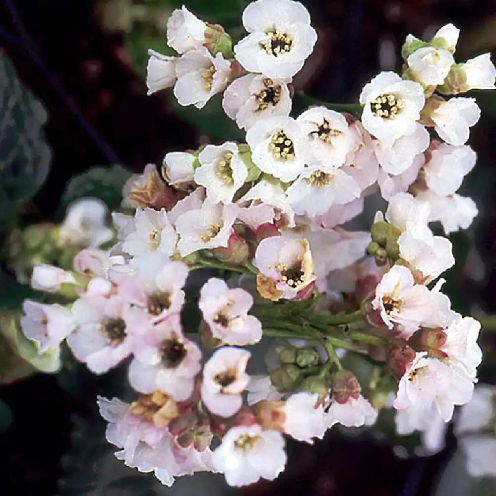 BERGENIA 'Schneekönigin'