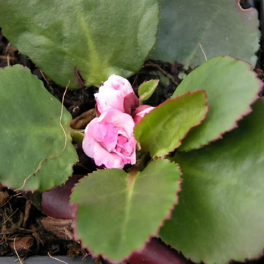 BERGENIA 'Spring Fling'