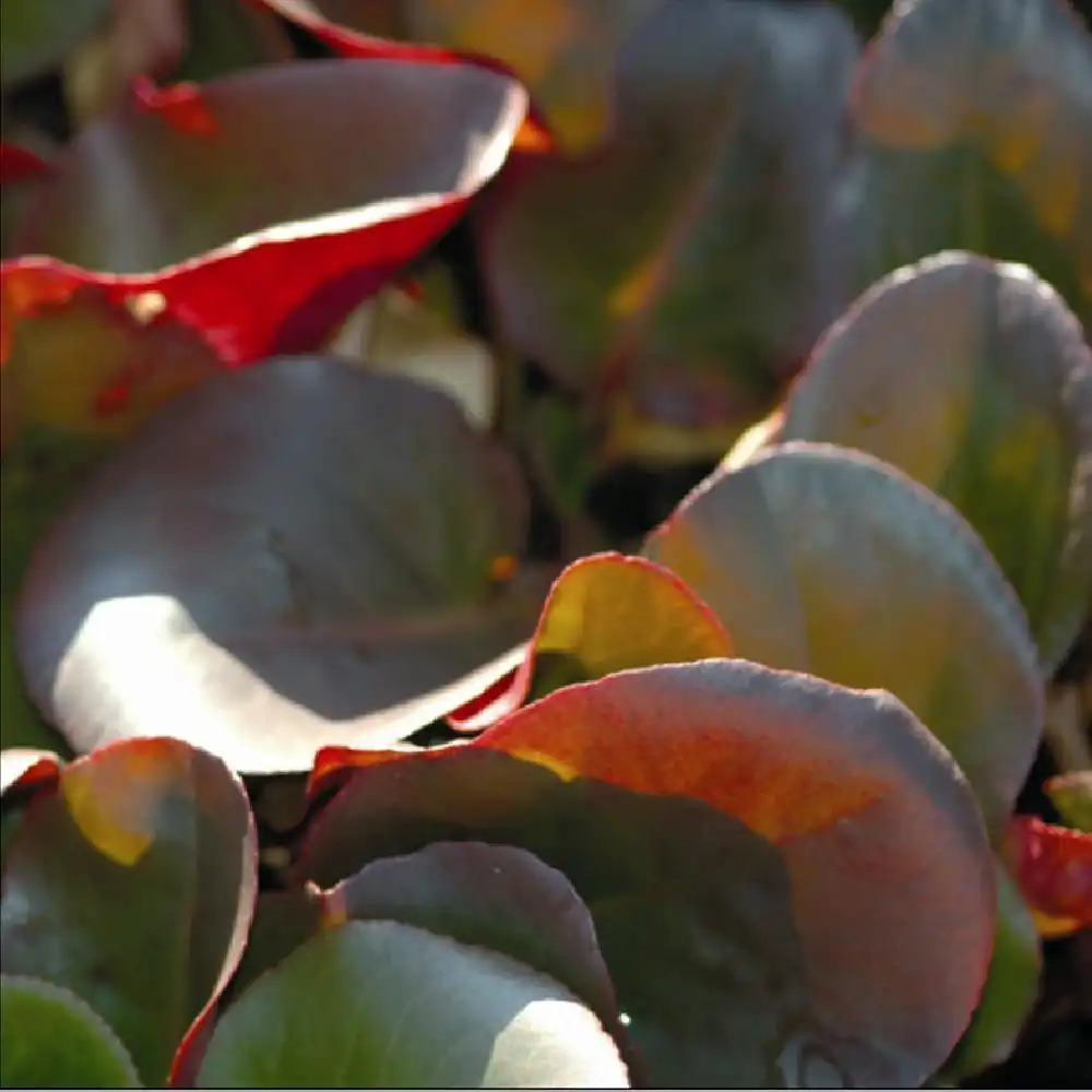 BERGENIA 'Wintermarchen'