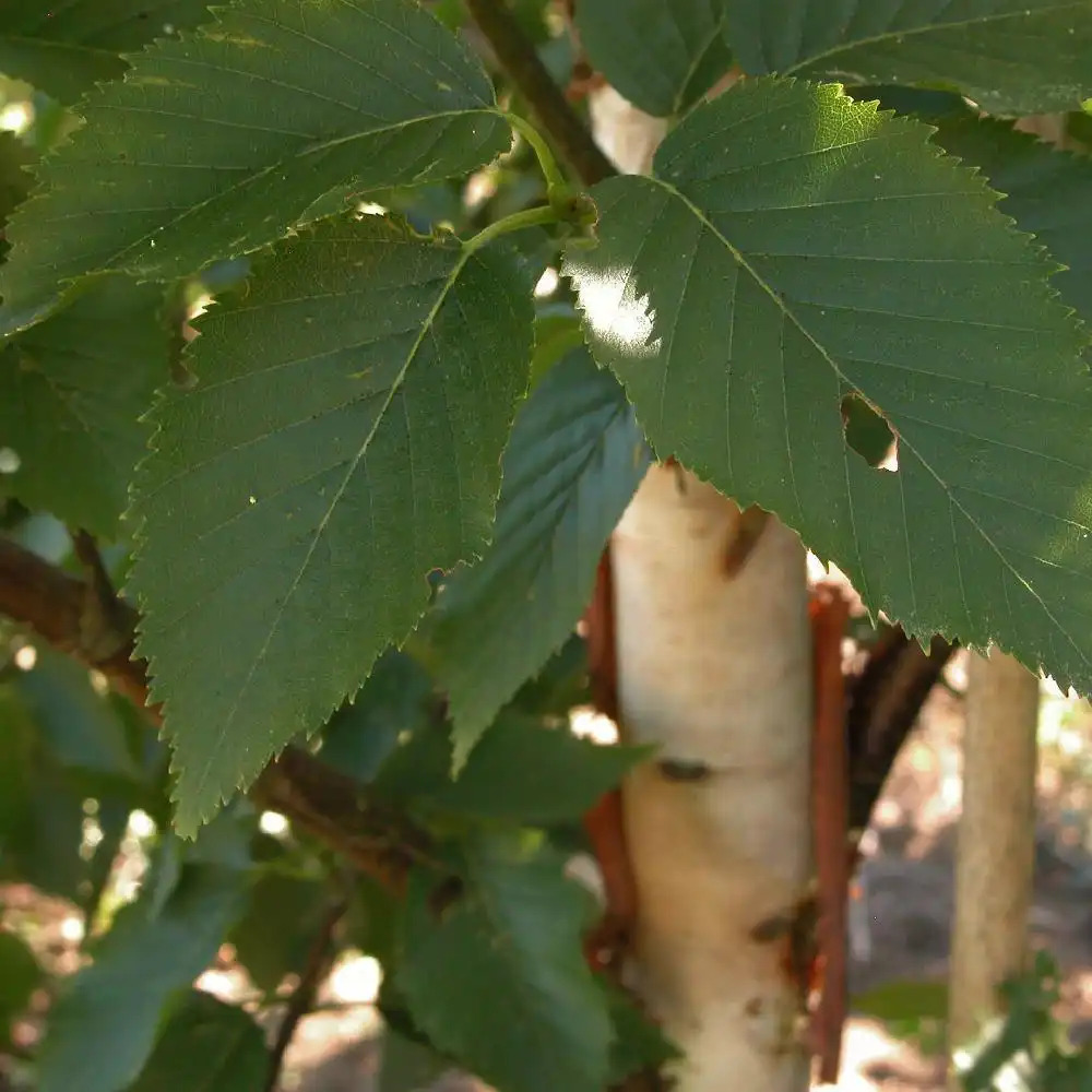 BETULA albosinensis