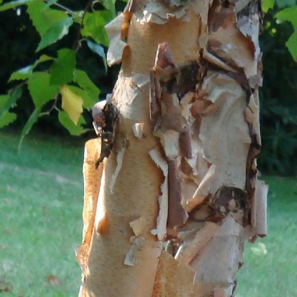 BETULA nigra 'Black Star'