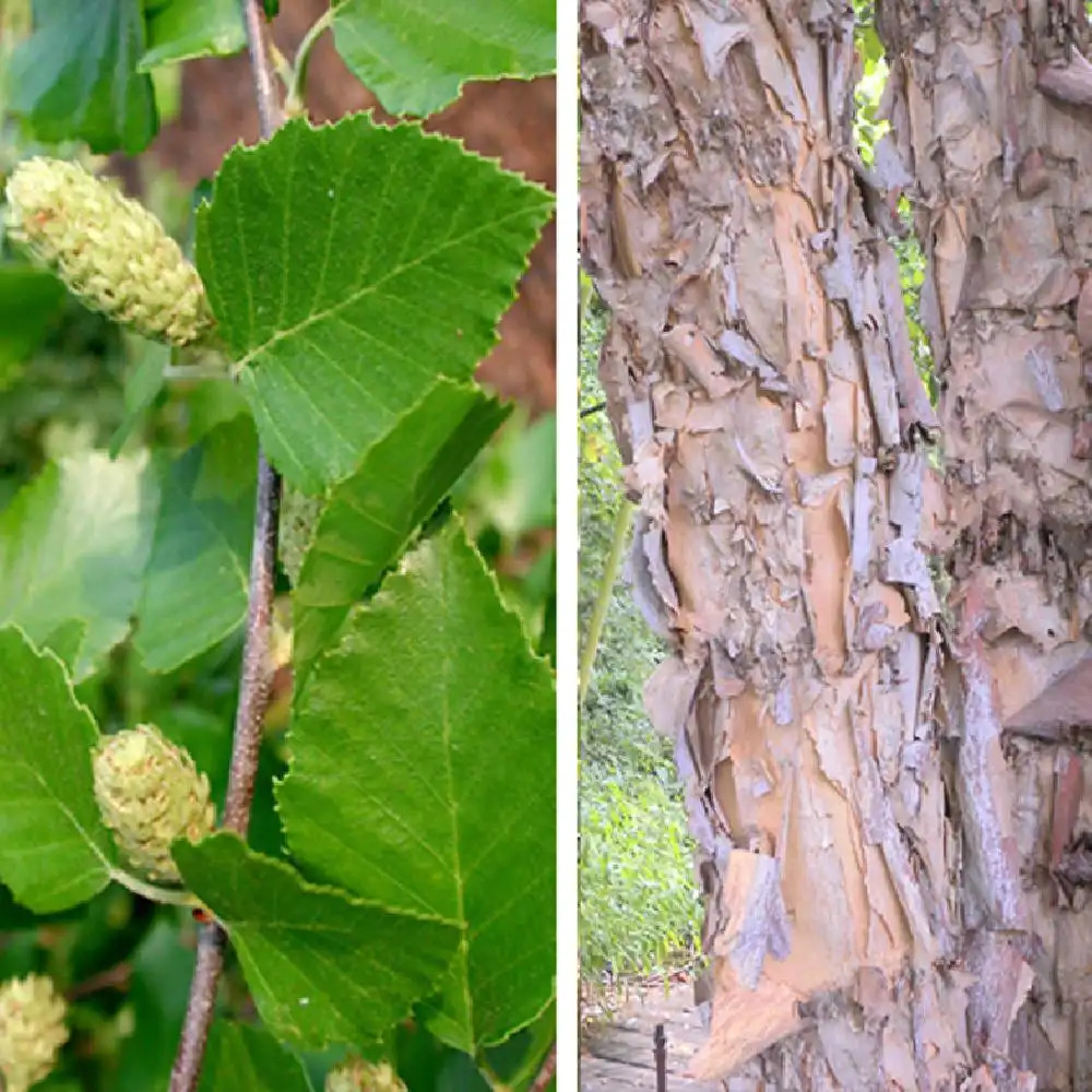 BETULA nigra Heritage (= 'Cully')