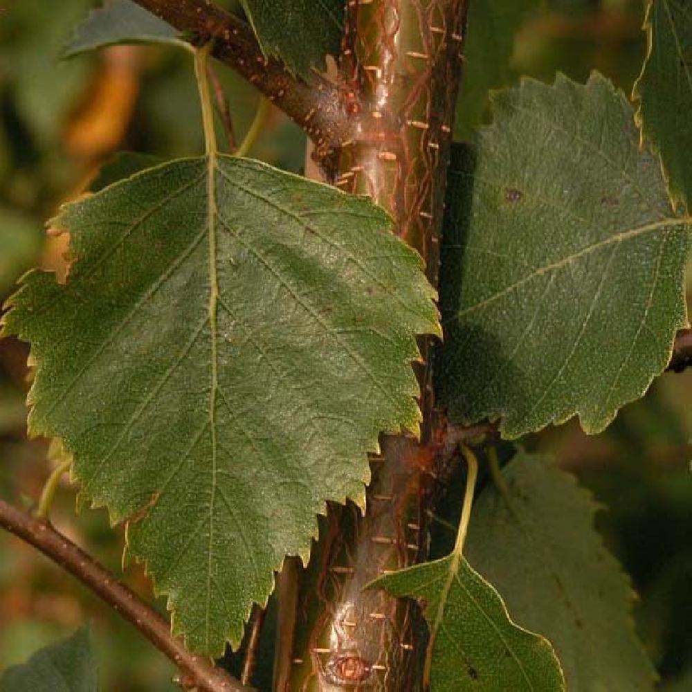 BETULA papyrifera