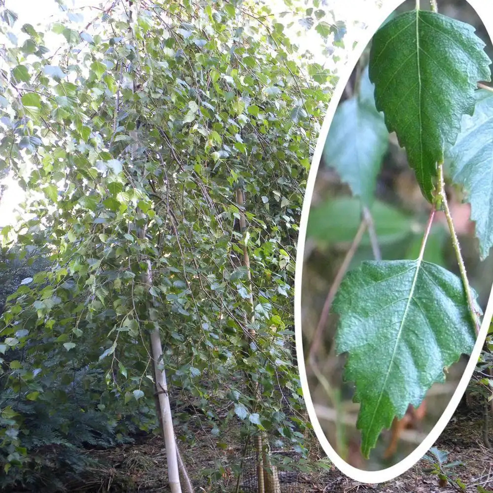 BETULA pendula 'Tristis'