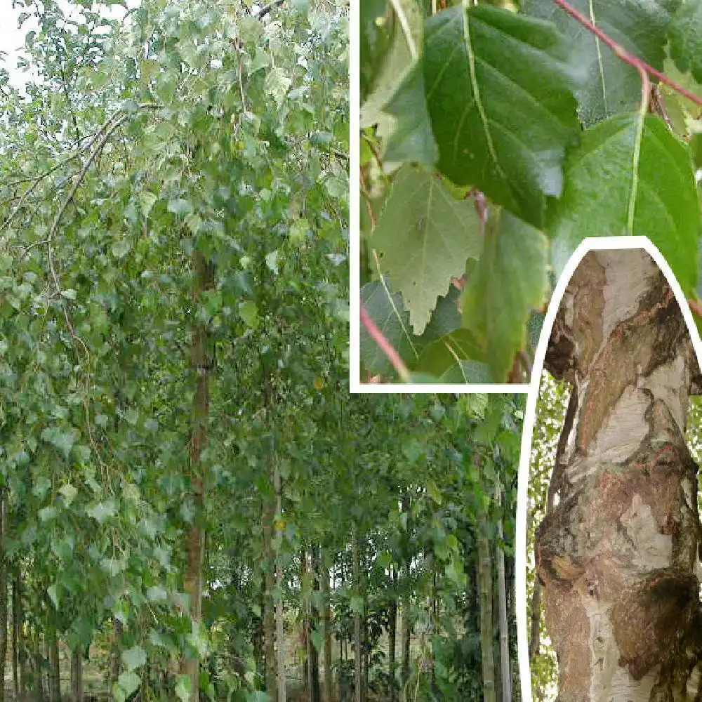 BETULA pendula 'Youngii'