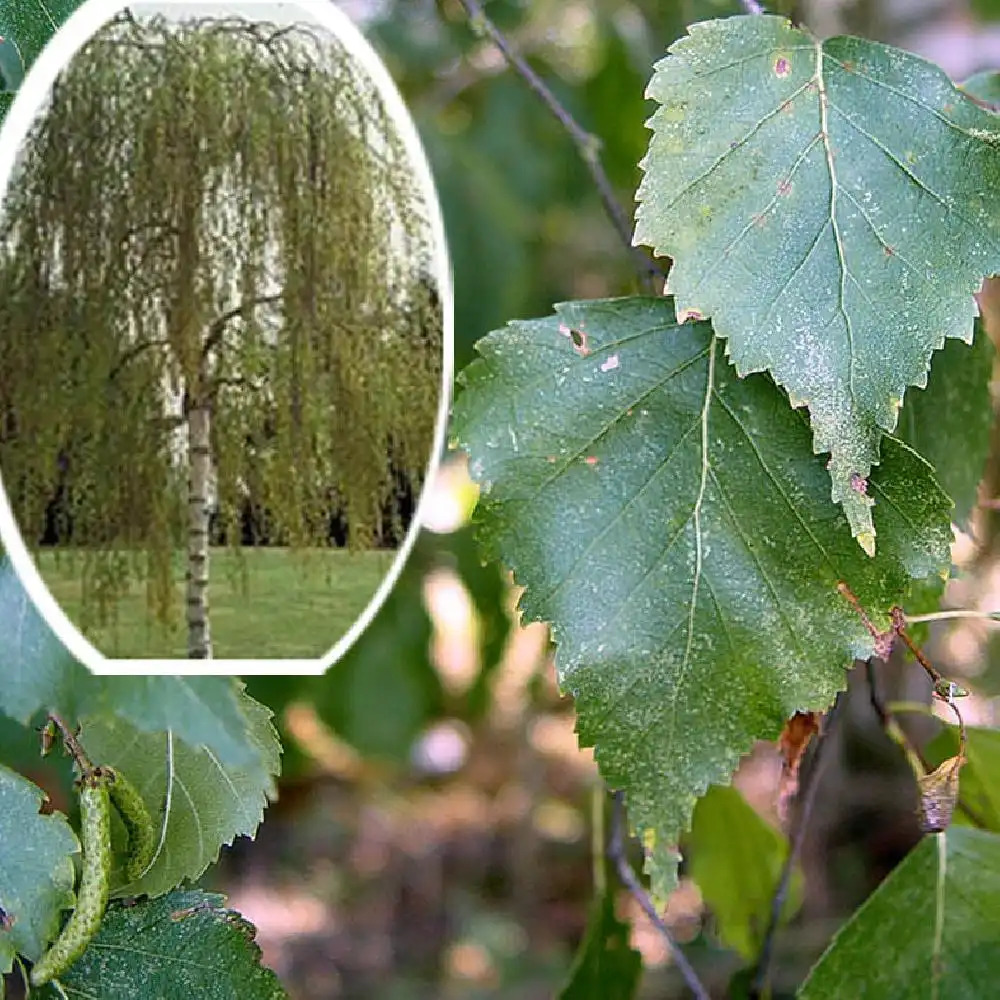 BETULA pendula