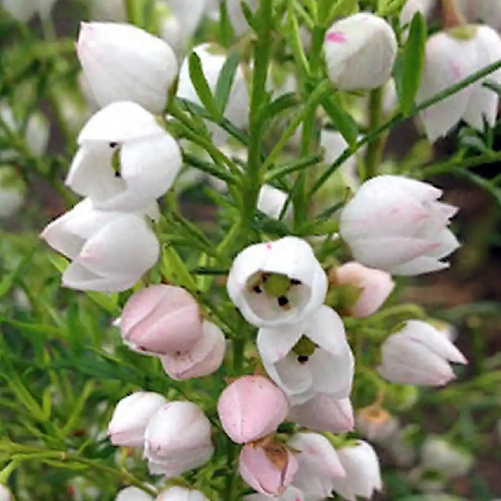 BORONIA heterophylla 'Ice Charlotte'