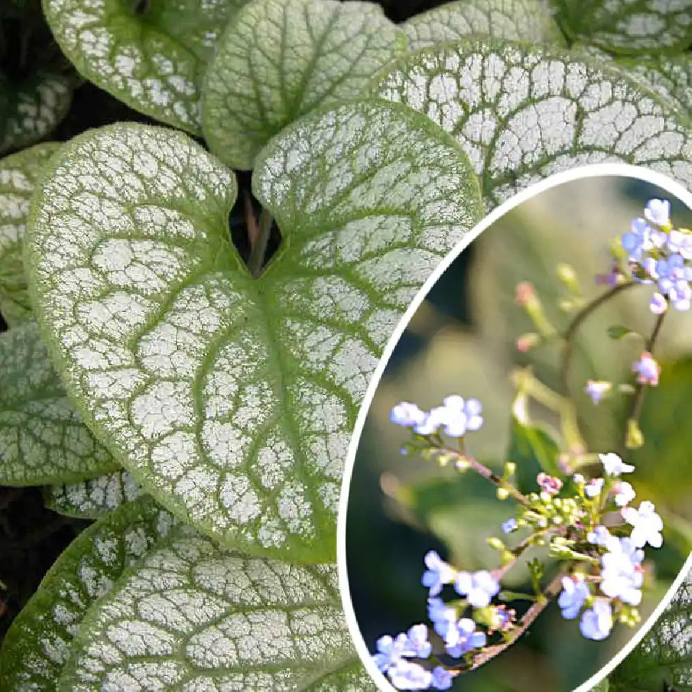 BRUNNERA macrophylla 'Alexander Great'