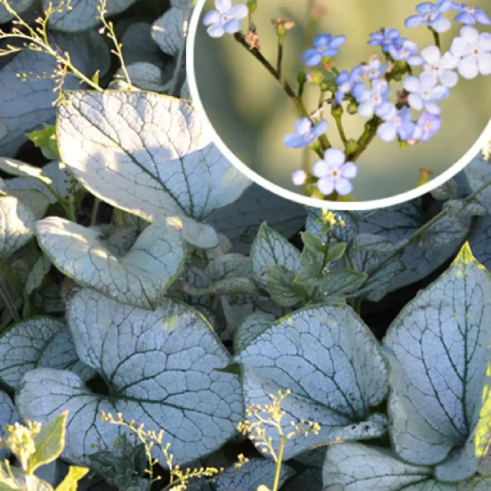 BRUNNERA macrophylla 'Alchemy Silver' ®