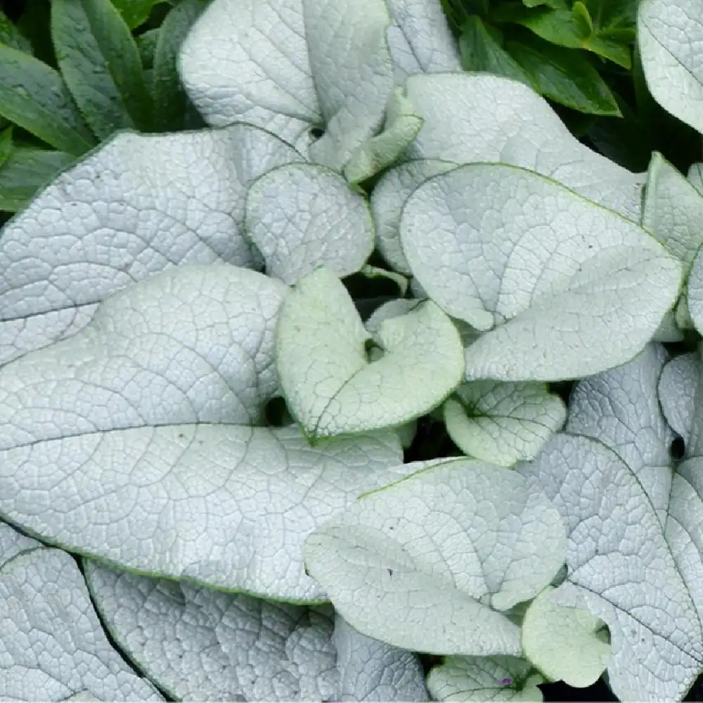 BRUNNERA macrophylla 'Alexandria'