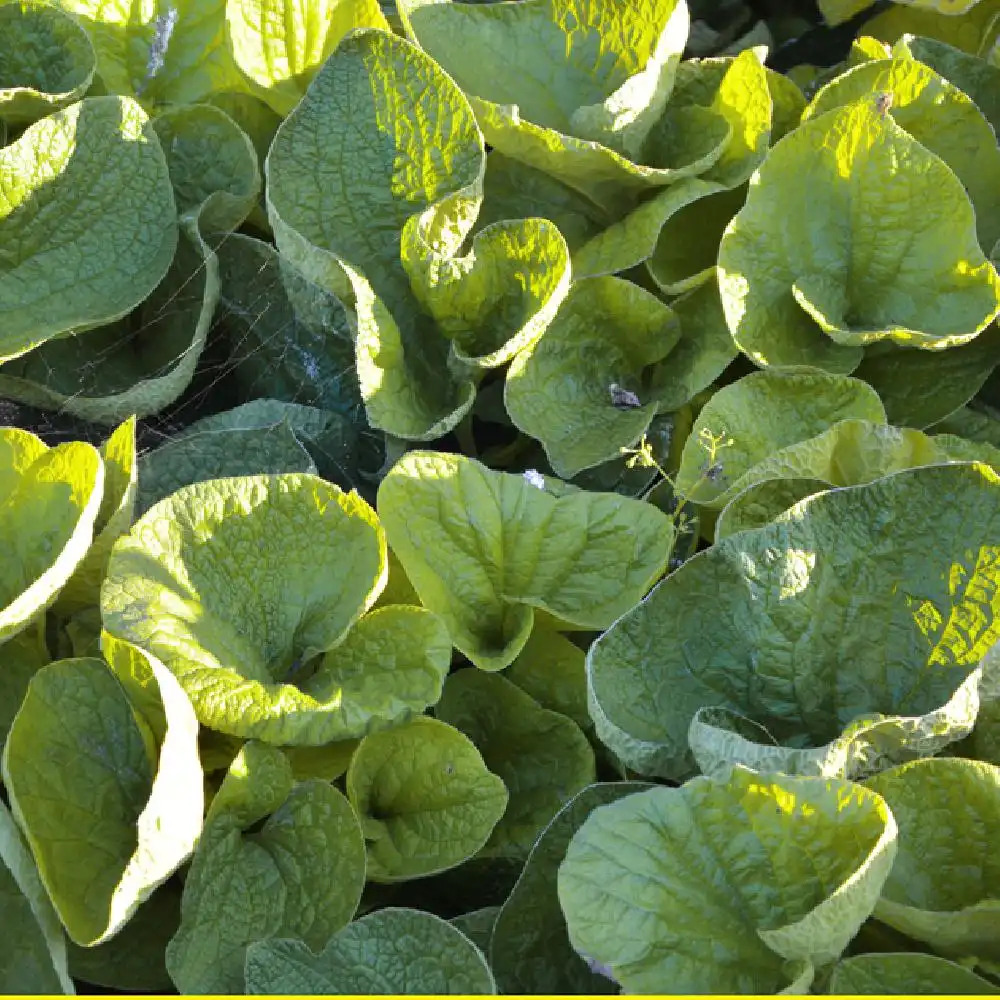 BRUNNERA macrophylla 'Green Gold'