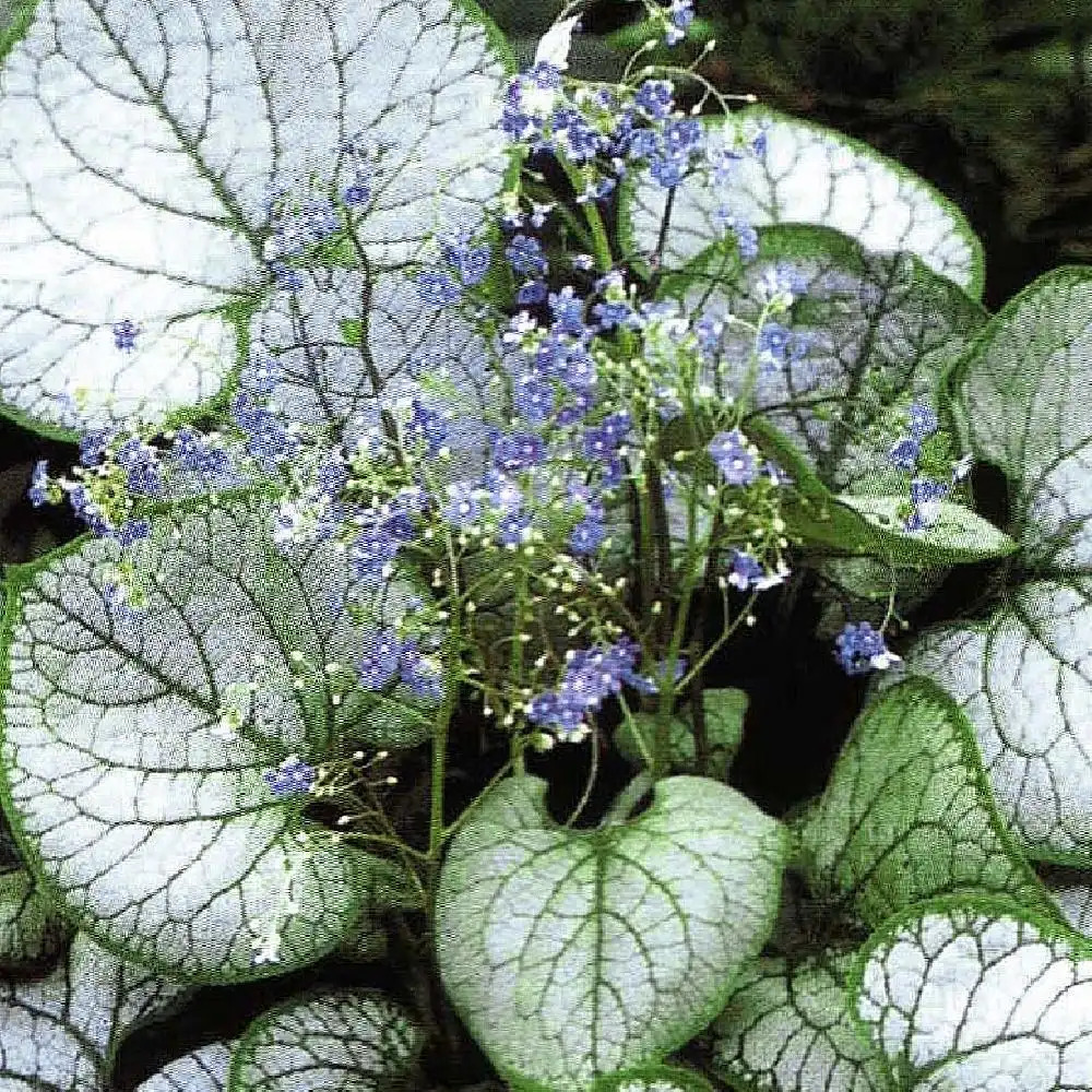 BRUNNERA macrophylla 'Jack Frost'