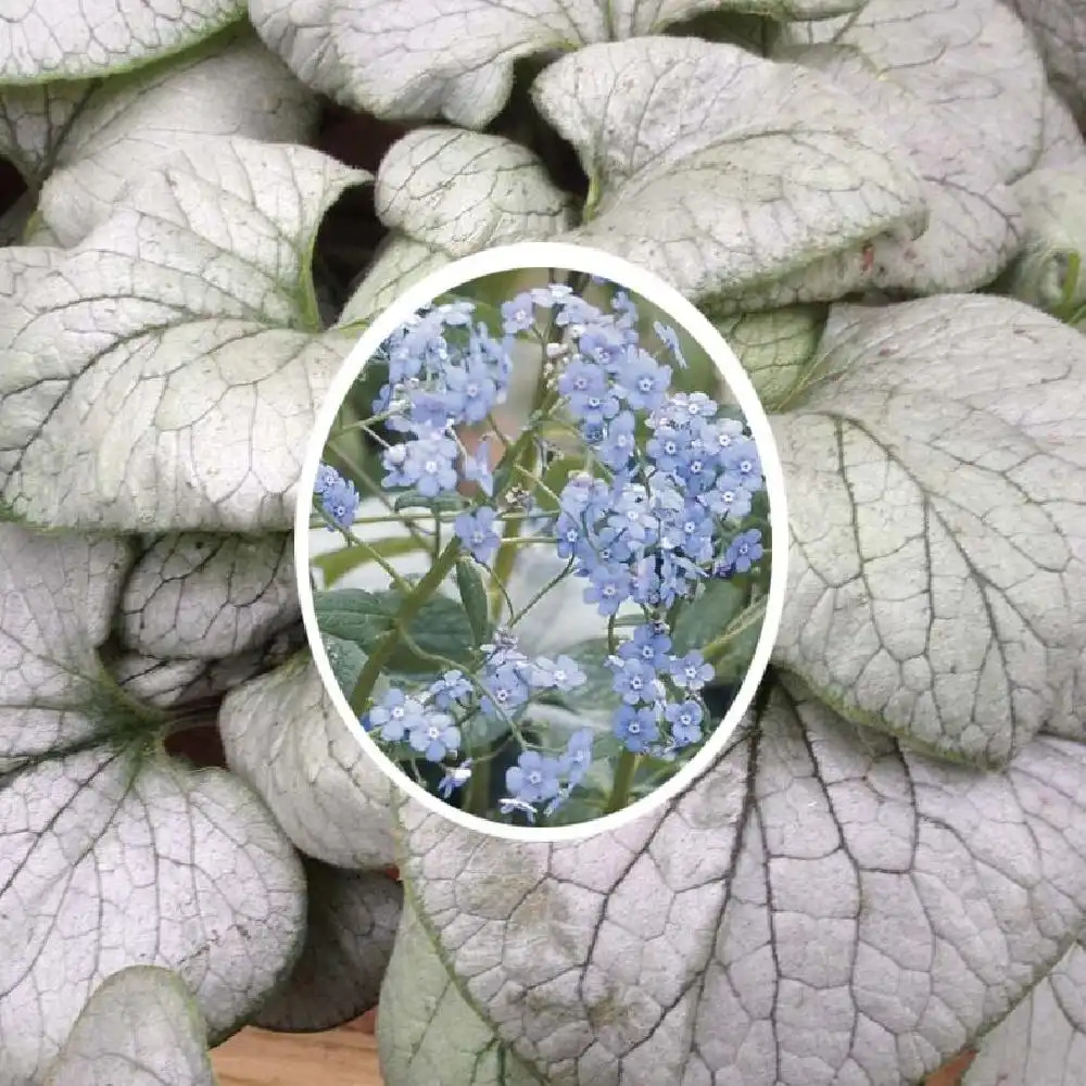 BRUNNERA macrophylla 'Looking Glass'