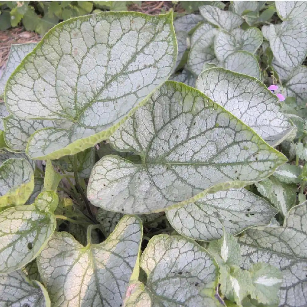 BRUNNERA macrophylla 'Mister Morse'
