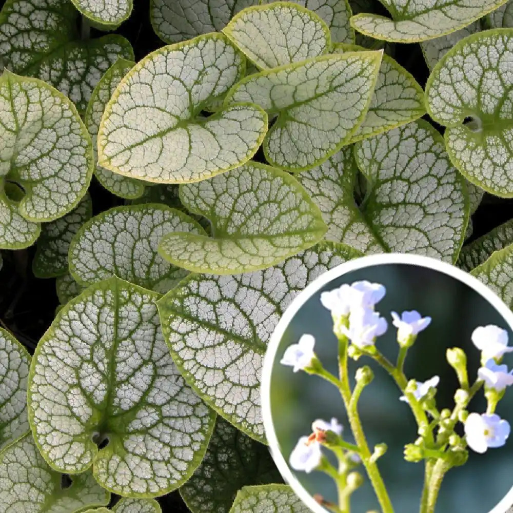 BRUNNERA macrophylla 'Silver Heart' ®