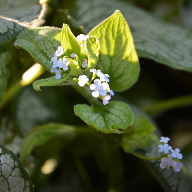 BRUNNERA macrophylla 'Silver Star'Â®