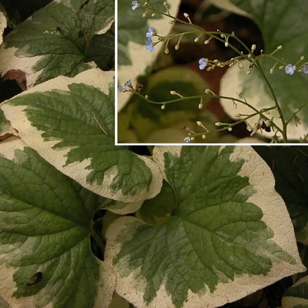 BRUNNERA macrophylla 'Variegata'