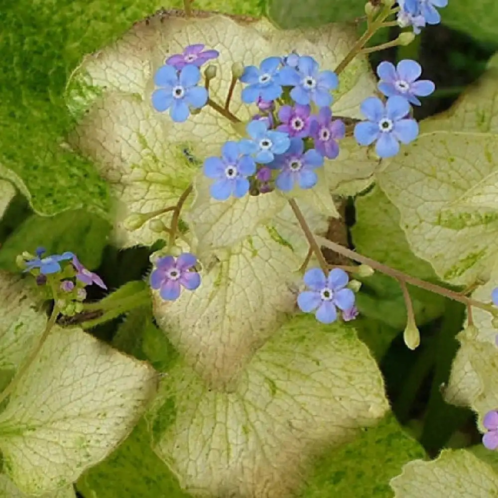 BRUNNERA macrophylla 'Yellow Spring'