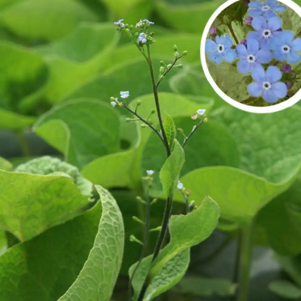 BRUNNERA macrophylla