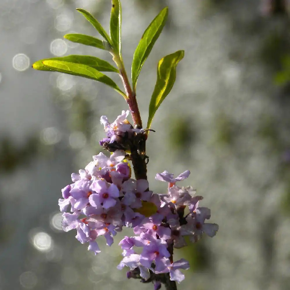 BUDDLEJA alternifolia