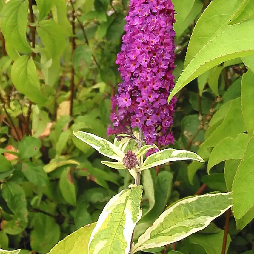 BUDDLEJA davidii 'Harlequin'