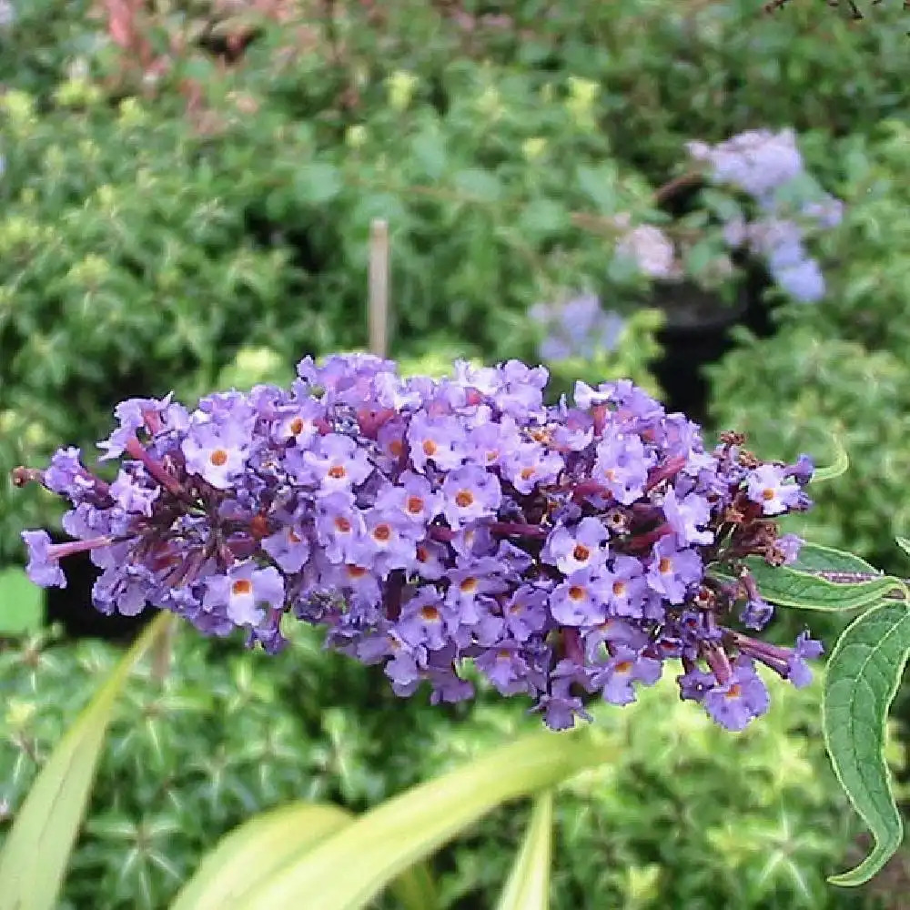 BUDDLEJA davidii 'Nanho Blue'